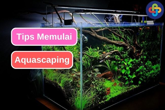 Ikuti Tips Ini Sebelum Memulai Aquascaping